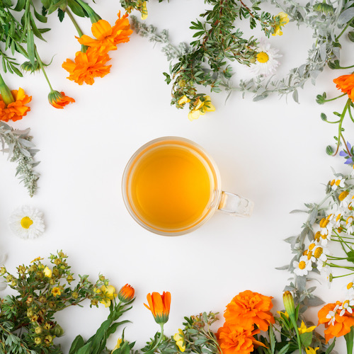 Phytothérapie Pharmacie Cardabelle