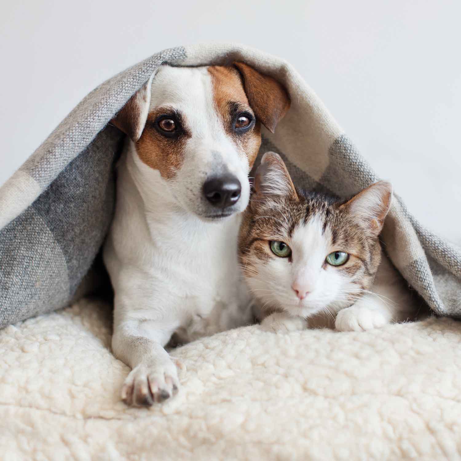 Produits vétérinaires Pharmacie Cardabelle